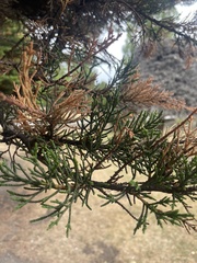 Pestalotiopsis funerea