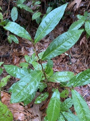 Camellia sinensis