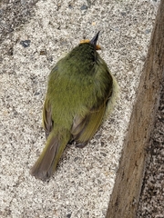 Mionectes oleagineus