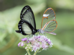 Hyalyris coeno coeno
