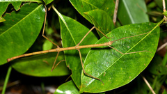 Phanocloidea muricata