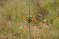 Leonotis