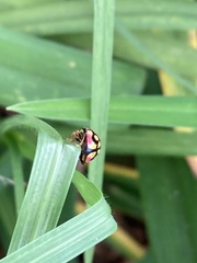 Cheilomenes sulphurea