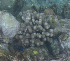 Porites porites