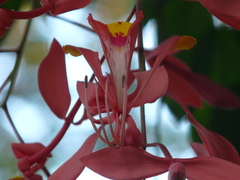 Amherstia nobilis