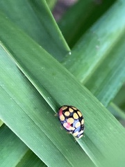 Cheilomenes sulphurea