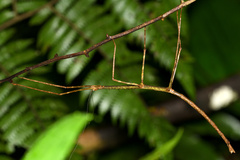 Phanocloidea muricata