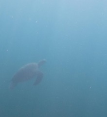 Chelonia mydas