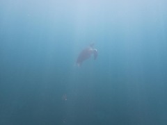 Chelonia mydas