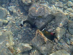Novaculichthys taeniourus
