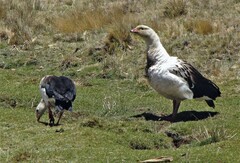 Oressochen melanopterus