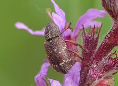 Hylobius transversovittatus