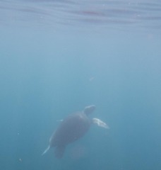 Chelonia mydas
