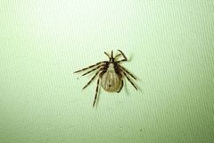 Ixodes acutitarsus