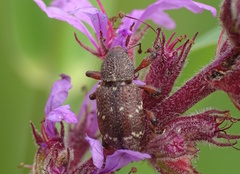 Hylobius transversovittatus