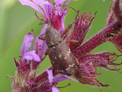 Hylobius transversovittatus