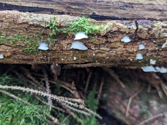 Crepidotus variabilis