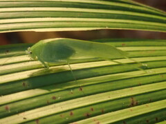 Anaulacomerina
