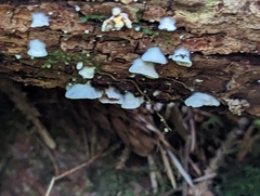 Crepidotus variabilis