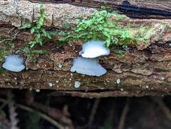Crepidotus variabilis