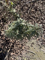 Turricula parryi