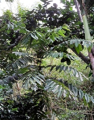 Pometia pinnata