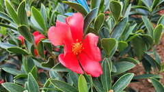 Camellia azalea