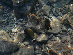 Novaculichthys taeniourus