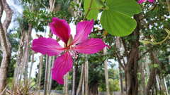 Bauhinia × blakeana