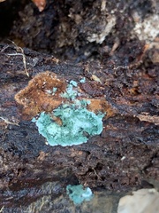 Trichoderma