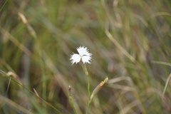 Dianthus mooiensis