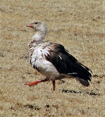 Oressochen melanopterus
