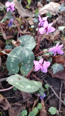 Cyclamen coum