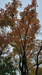 Liquidambar formosana