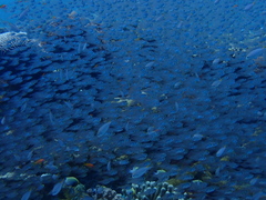 Neopomacentrus miryae