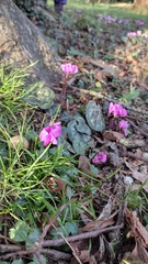 Cyclamen coum