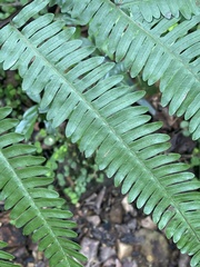 Pteris catoptera