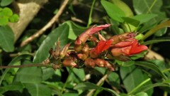 Camptosema rubicundum