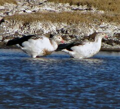 Oressochen melanopterus