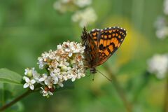 Melitaea celadussa
