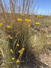 Helichrysum cymosum