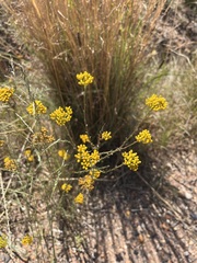 Helichrysum cymosum