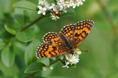 Melitaea celadussa