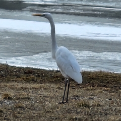 Ardea alba alba