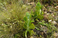 Kalanchoe thyrsiflora