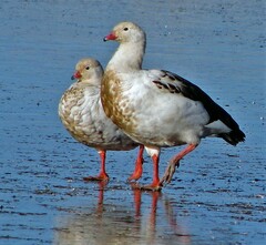 Oressochen melanopterus