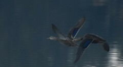 Anas platyrhynchos × fulvigula