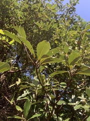 Machilus thunbergii