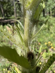 Cirsium hookerianum