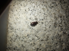 Luprops orientalis